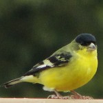 Male American Goldfinch