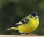 American Goldfinch Male