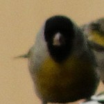 Male Lawrence's Goldfinch Face