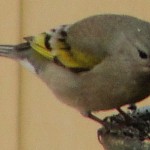 Female Lawrence's Goldfinch