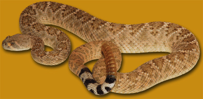 western diamond-backed rattlesnake