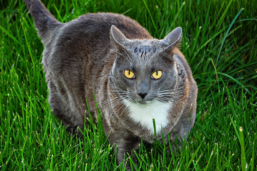 shadow in grass 01